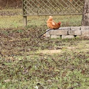 Meet your Posher, Courtney